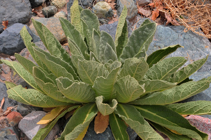 Common Mullein is a biennial plant that grows up to 6 feet tall. It has densely hairy basal leaves, narrowly linear (oblanceolate) and linear stem leaves as well. Verbascum thapsus Common Mullein is a biennial plant that grows up to 6 feet tall. It has densely hairy basal leaves, narrowly linear (oblanceolate) and linear stem leaves as well. Verbascum thapsus